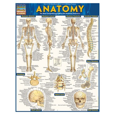 Barcharts Anatomy